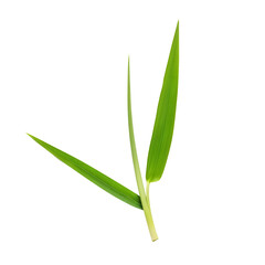 lemongrass isolated on transparent background