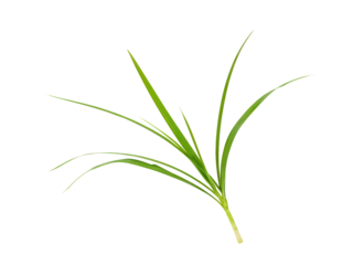 lemongrass isolated on transparent background