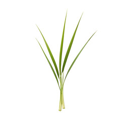 Obraz premium lemongrass isolated on transparent background
