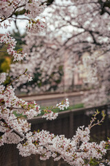 White Sakura flower cherry blossom in Tokyo, Japan around April 2024