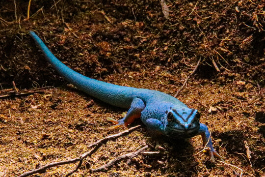Zootier des Jahres 2024 blauer Gecko
