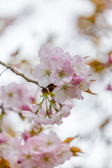 White Sakura flower cherry blossom in Tokyo, Japan around April 2024