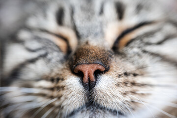 Muzzle of a sleeping cat with closed eyes.Tabby cat face. Cats nose close-up. Lovely pets.Cute striped Cat
