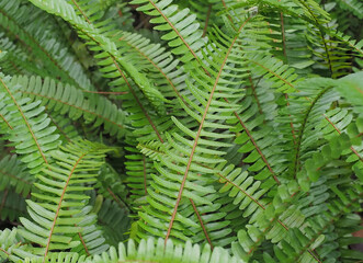 Fishbone Fern