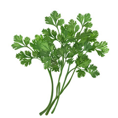 coriander on transparent background 