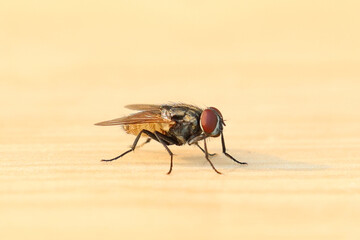 Fly or housefly looking for food. Flies are carriers of various diseases such as food poisoning,...