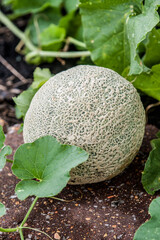 Cantaloupe