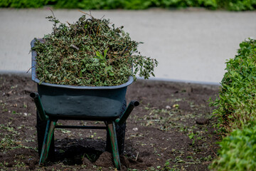 An iron wheelbarrow with garbage in the park.