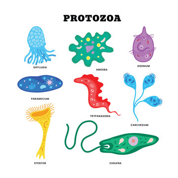 Protozoa division collection as single cell eukaryote biological outline set. Labeled educational closeup scheme with paramecium, didinium, euglena, difflugia, stentor and amoeba vector illustration.
