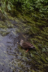 Close-up. Duck in the city lake.