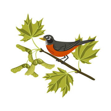 recommend clip art: vector drawing birds, hand drawn American robin sitting at tree branch with green leaves and seeds, ,Turdus migratorius at sugar maple, isolated nature design elements