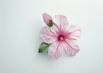 Obraz premium Close-Up of Flower on White Background