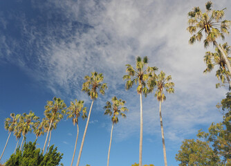Tall Palm Trees