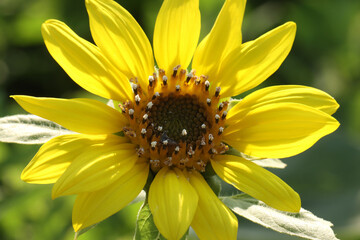 Sunflower blooming in nature. Flower background. 