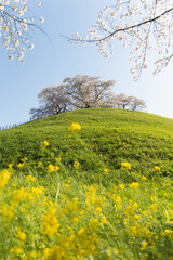 A hiking trail going up to the hilltop with beautiful sakura tree blossoms and green grassy meadows. Spring scenery of idyllic Japanese countryside in Saitama Japan