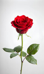 Beautiful single red rose flower on stem with leaves on white