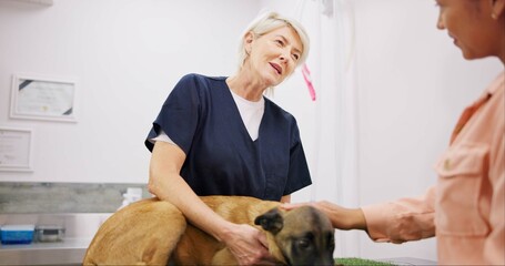 Healthcare, dog and veterinary with woman client for consultation, visit or pet insurance. Animal, wellness and mature person with owner for advice, conversation or medical assessment in clinic