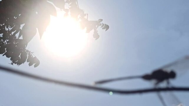 silhouette: dragonfly