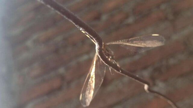 beautiful deagonfly in the garden