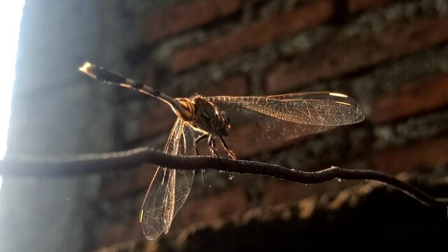 beautiful deagonfly in the garden