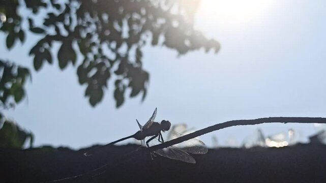 silhouette: dragonfly