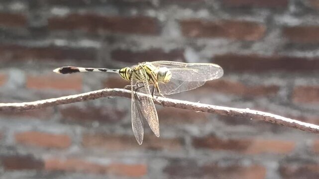 beautiful deagonfly in the garden