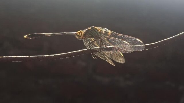 beautiful deagonfly in the garden