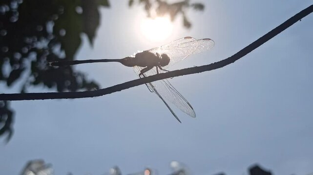 silhouette: dragonfly