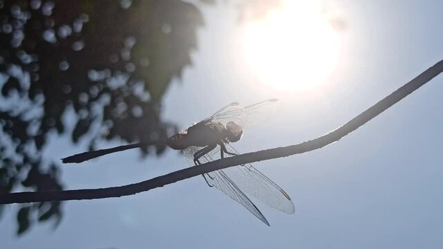 silhouette: dragonfly