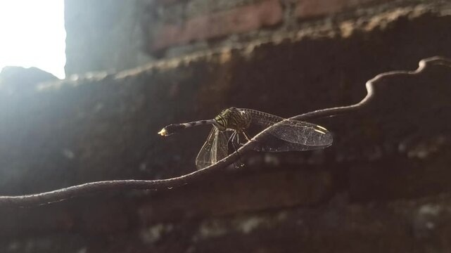 beautiful deagonfly in the garden