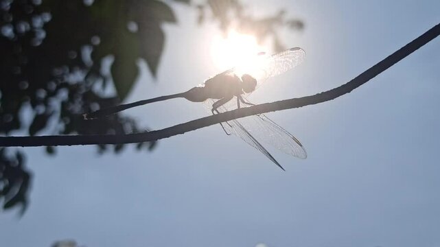 silhouette: dragonfly