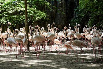 Naklejka premium Group of flamingos in the zoo
