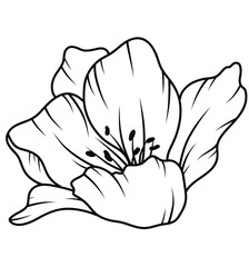 Floral Line Art
