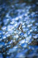 beautiful blue flowers and flying butterfly on abstract nature background. Gentle romantic scene of wild nature. dreamy artistic image. purity of nature, care about ecology of the world concept