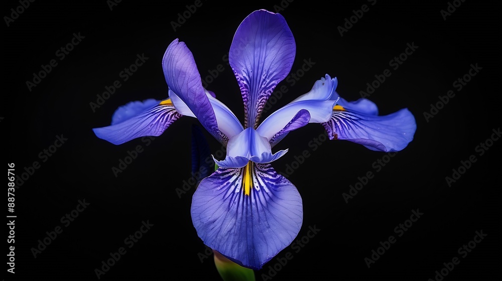 Aufkleber purple iris flower on black isolated background with clipping path closeup for design nature : gener