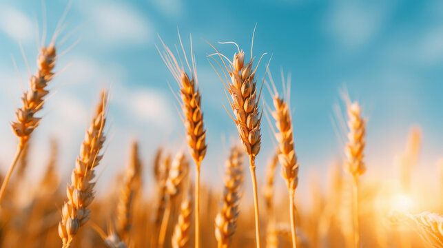 Detailed view of ripe wheat ears in a sunny field during harvest season.