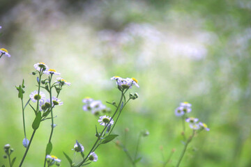 field of daisies