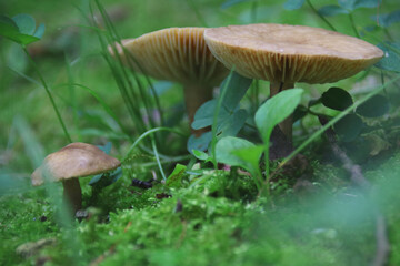 mushroom in the forest