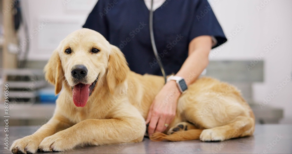 Poster Hands, clinic and veterinarian with dog for healthcare or medical checkup, consultation and vaccine. Person, doctor and animal or pet on portrait for medicine in table with support, care and welfare