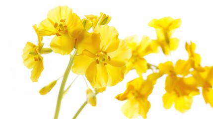 Obraz premium Fresh canola flowers isolated on white Background : Generative AI