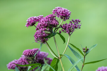 Full frame abstract texture background of blooming rose color swamp milkweed (asclepias incarnata) flower blossoms in an herb garden with defocused background