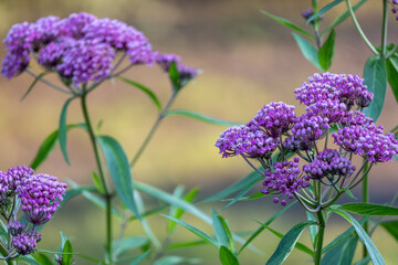 Full frame abstract texture background of blooming rose color swamp milkweed (asclepias incarnata) flower blossoms in an herb garden with defocused background