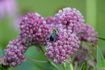 Full frame abstract texture background of blooming rose color swamp milkweed (asclepias incarnata) flower blossoms in an herb garden with view of a pollinating bee