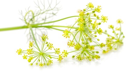 Wild fennel flowers isolated on white background : Generative AI