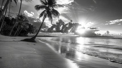 tropical beach during sunrise Beautiful nature landscape with Coconut Palm trees black and white photography