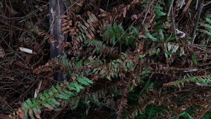 The picture of drying ferns captured in dark style to make it even more aesthetic. Use for wallpaper or background.
