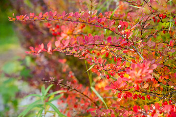 Decorative barberry. Adds beauty and color to any landscape Drought tolerant and low maintenance Can be used as a hedge.border.or focal point in gardens