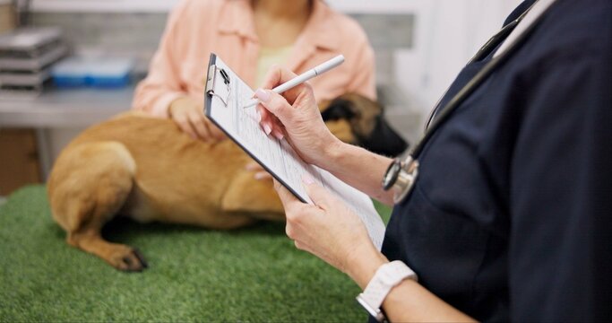 Person, vet and clipboard for dog checkup with writing animal information, results and health checklist in clinic. Doctor, veterinary and pet of surgery schedule, care history and prescription chart