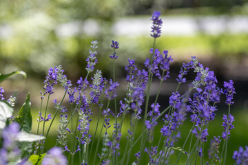 Full frame abstract texture background of blooming English lavender flower stems in an herb garden with defocused background