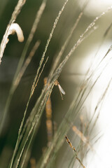 Narrow-winged damselflies tiny insects